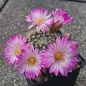 Preview: Mammillaria napina